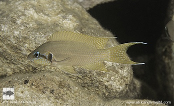Neolamprologus brichardi 'Singa Island'